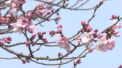 福井の予想最高気温23度　5月中旬並みの陽気に　足羽川の桜並木も一部咲き始める