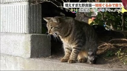 身勝手な餌やりで増えすぎた「野良猫」…大切な命を救う取り組みを地域ぐるみで支援へ【北海道発】