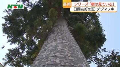  日蘭交流の歴史を語る　長崎・出島阿蘭陀商館跡「デジマノキ」　幕末頃、オランダ人が出島に持ち込んだか？