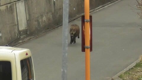 イノシシが住宅街を猛スピードで疾走　川へジャンプ…泳いで対岸へ　体長80センチ子どもか　警察などが警戒　長野市