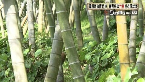 竹林日本一…でも放置竹林も問題に　地域の資源として竹を生かす取り組みに注目