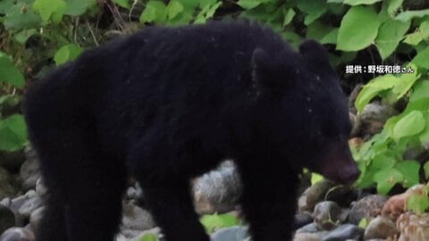 「目が合って…」各地でクマ出没相次ぐ　天橋立では再び目撃情報　これまで確認されていなかった地域でも