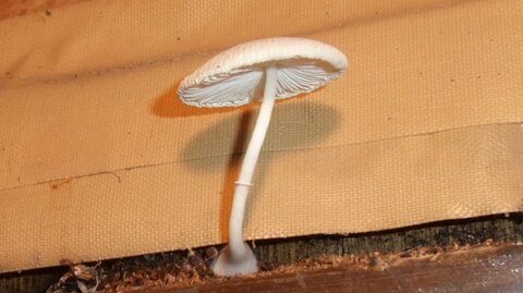家の中に生えた“キノコ”でコンテスト!? 雨漏りの恐ろしさが分かる写真がずらり…対策を協会に聞いた