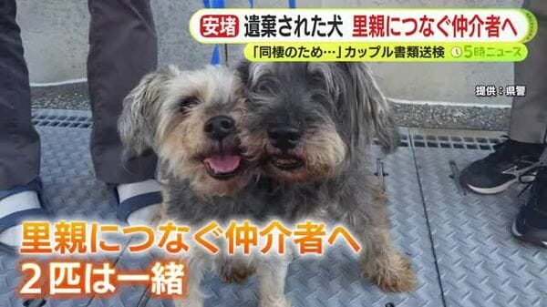 「同棲のため」河川敷に遺棄されたペットの犬2匹　里親を決める仲介役NPOに2匹一緒に引き取られる　動物愛護センターで一時保護　静岡｜FNNプライムオンライン