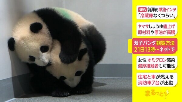 双子パンダ観覧方法 21日午後1時～ネットで - www.fnn.jp