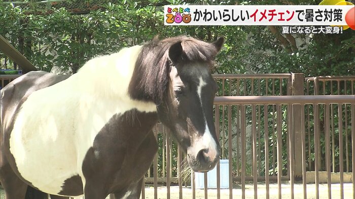 まるで姫カットのような前髪をしたポニー