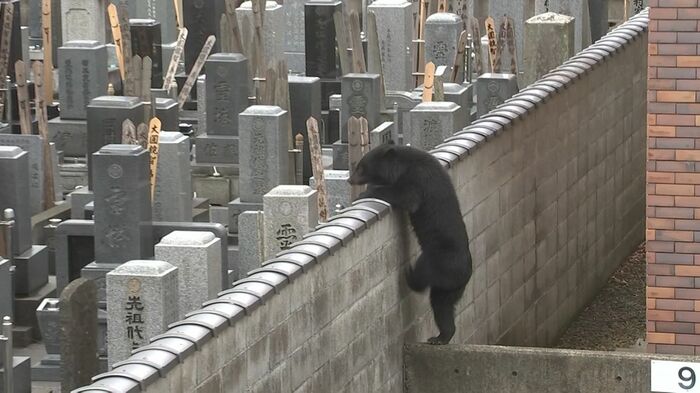 寺の敷地に逃げ込むクマ(4月2日盛岡市材木町)