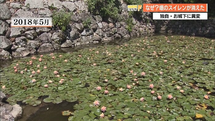 かつては多くの花を咲かせていたスイレン