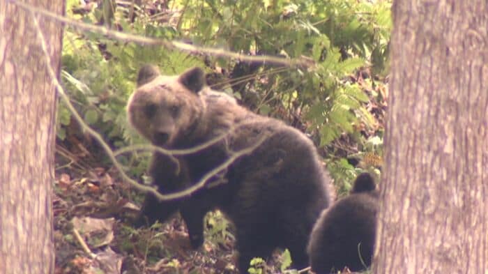 目撃されたクマたち