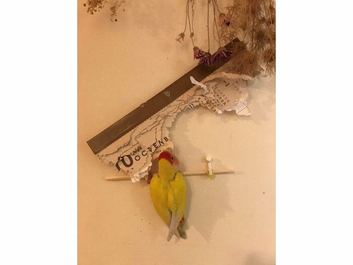執念を感じて飼い主が作った足場