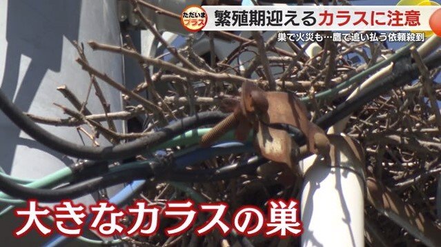 カラスの巣