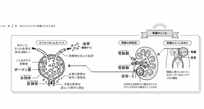 『100歳まで元気！腎臓を強くする食のトリセツ』から抜粋（イラスト：うてのての）