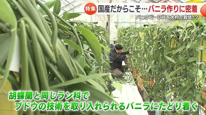 新しい作物に挑戦したかった