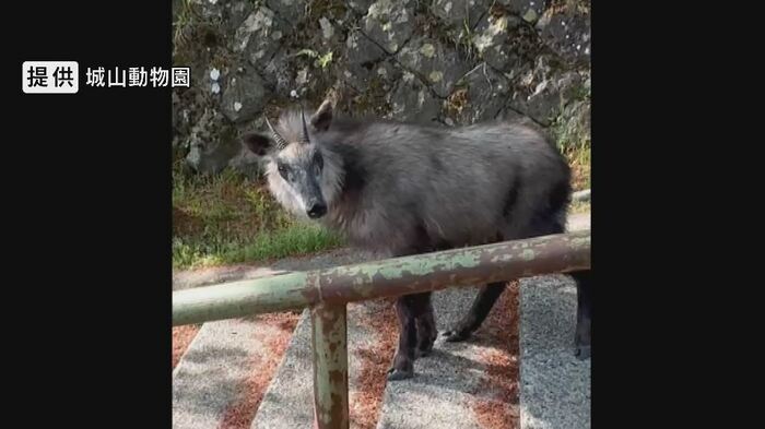 神社にニホンカモシカが出没 提供:城山動物園