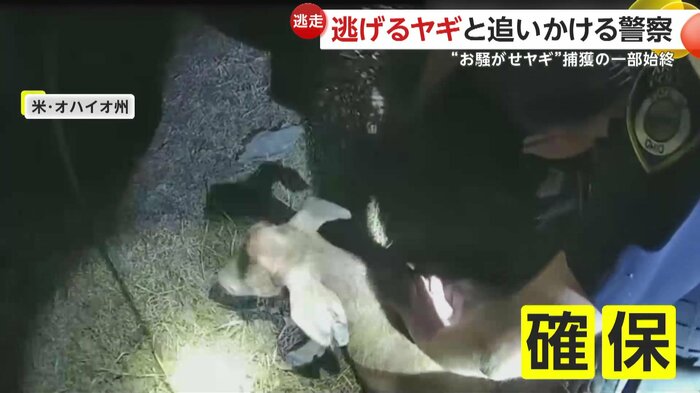 “逃亡者”のヤギが確保された瞬間(Akron Police Department)