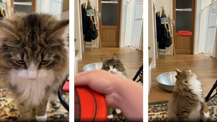 受け取ると再び投げる飼い主さん(提供:しろあんでっかい北欧猫さん)