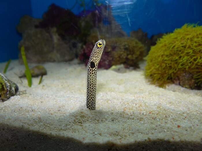 提供:沼津港深海水族館