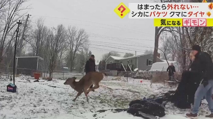 バケツが外れると、元気よく走り去った