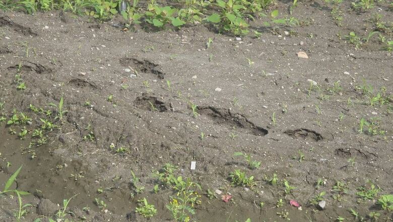 「クマがまさかこんなところで」小中学校、役場近くで目撃相次ぐ　7日は臨時休校　畑でクマとみられる足跡が見つかる　付近に箱わな2基設置　住民に注意呼びかけ　長野・池田町｜FNNプライムオンライン