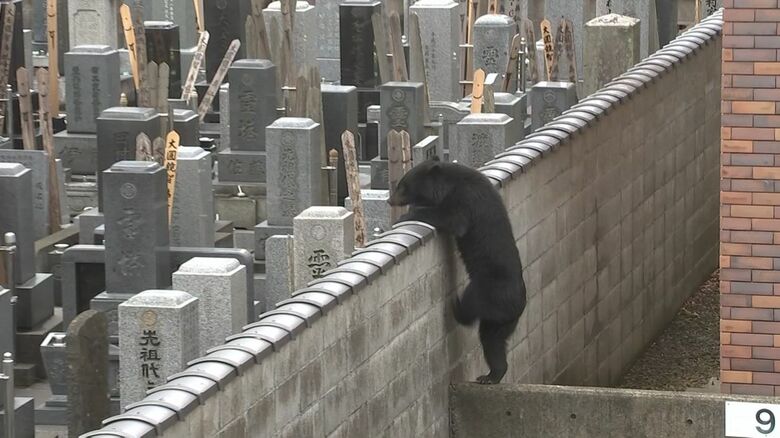 「来た来た、いるいる」クマが市街地を徘徊、“地面のにおいをかぎながらウロウロ”…“フェンス乗り越え民家の庭へ”…住民緊迫の12時間、ついに墓地で捕獲【岩手発】｜FNNプライムオンライン