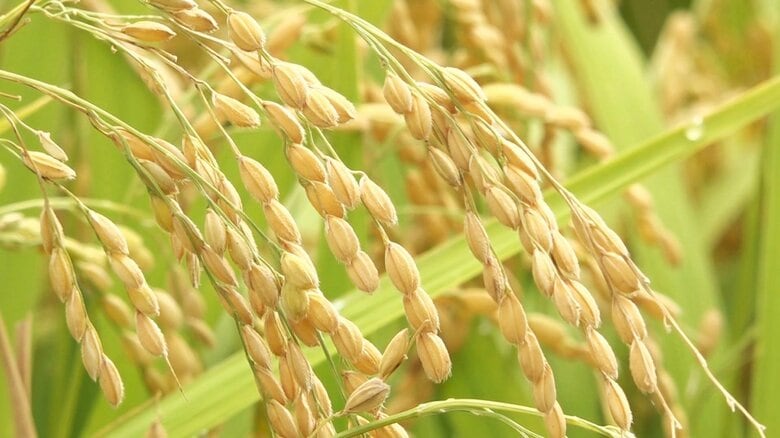 生産調整か…政府がコメ増産方針を撤回　需要見通しの正確性に課題｜FNNプライムオンライン