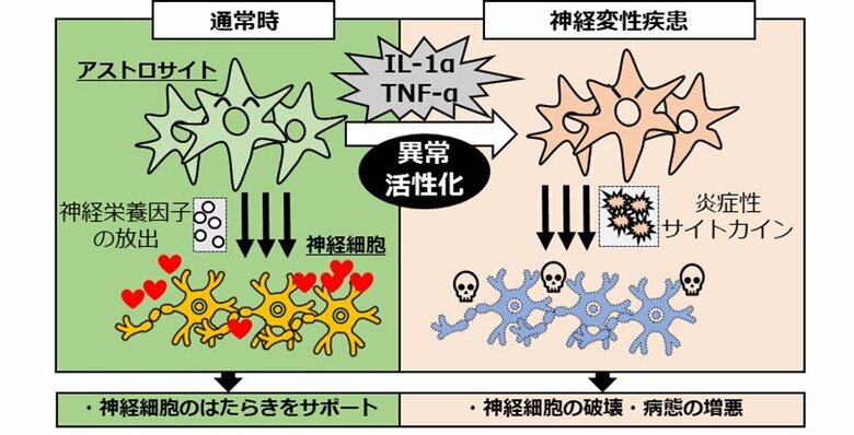 脳の中枢神経系細胞「アストロサイト」異常活性化の”黒幕”を発見!~アルツハイマー病などの神経変性疾患治療への応用に期待~