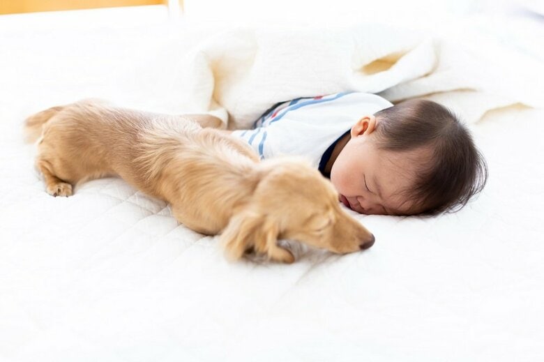 犬猫を飼っている家の子供は“食物アレルギー”になりにくい可能性…なぜなのか？研究者に聞いた｜FNNプライムオンライン