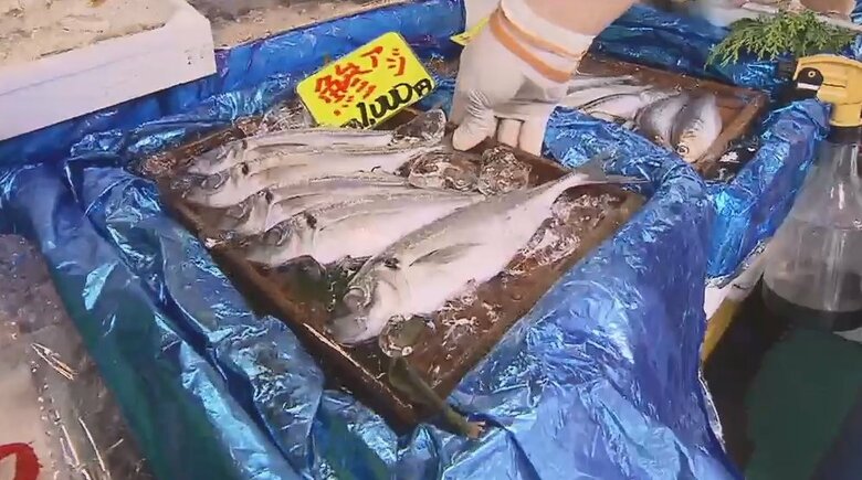 40年ぶり大不漁で「アジ」の価格高騰　前年の倍も…”庶民の味方”が高級魚に？