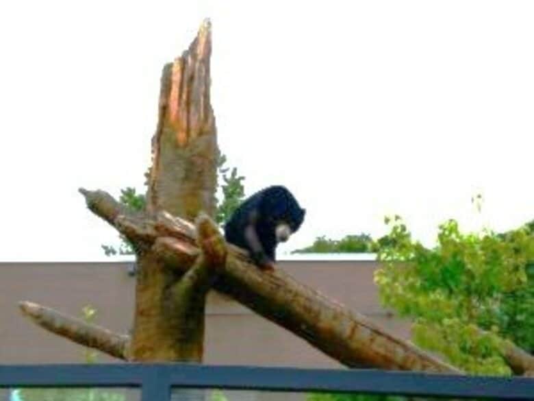 【意図しない『交配・闘争』リスクも】動物園のマレーグマが扉開けて「きょうだい鉢合わせ」屋内展示が中止に…過去には“死亡事案”も〈札幌市〉｜FNNプライムオンライン