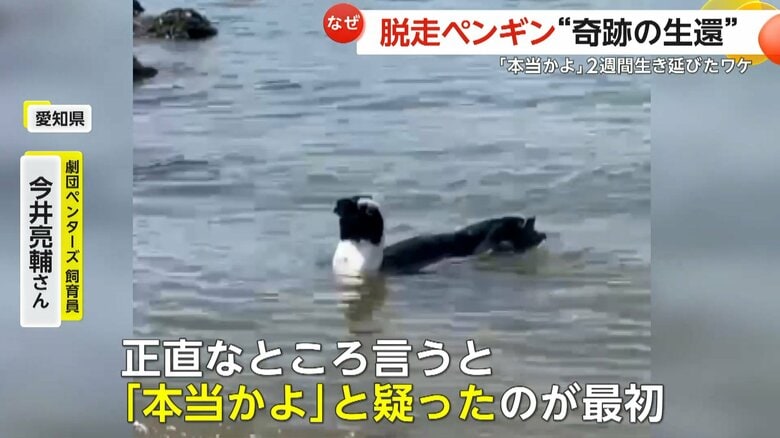 「本当かよ？」脱走ペンギン“奇跡の生還”　生きた魚を捕ったことない“温室育ち”の「ペン」が2週間生き延びたワケ　愛知｜FNNプライムオンライン