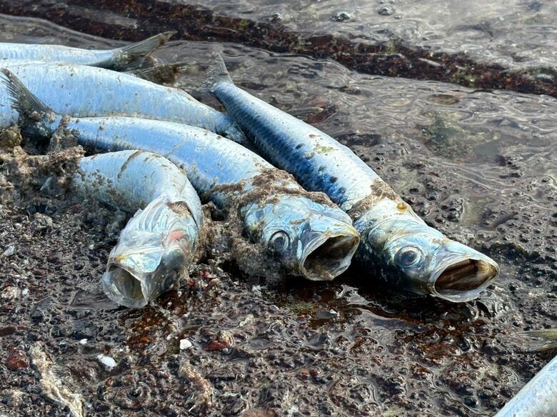 【大群！イワシが襲来】年末に出荷する予定だった大量の養殖ウニ死滅…養殖トラウトサーモン6600匹が全滅した漁港で_イワシの大群が押し寄せて海中の酸素濃度が低下〈北海道せたな町〉｜FNNプライムオンライン