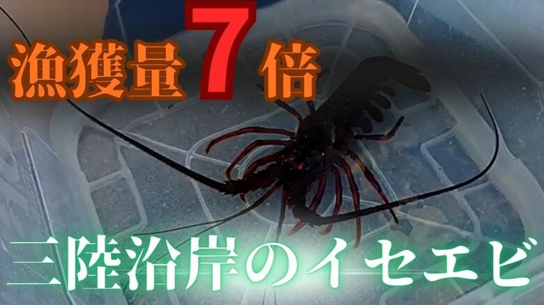 なぜ？三陸沿岸でイセエビが大漁　漁獲量は前年比で7倍超に　初の生息数調査から見えることとは｜FNNプライムオンライン