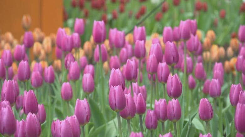 早くも見頃　1万5000本のアイスチューリップ咲く　外は雪景色でも屋内は春本番　球根を冷蔵して早く咲かせる　｜FNNプライムオンライン