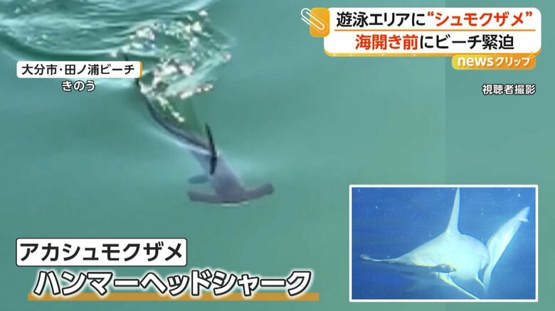 「絶対に近づかないで」遊泳エリアに“ハンマーヘッドシャーク”出没…海水浴解禁前もマリンスポーツ禁止に 大分市・田ノ浦ビーチ|FNNプライムオンライン