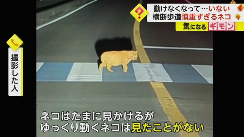 “慎重すぎるネコ”に遭遇「そんなにゆっくり歩くんだ…」　横断歩道を渡り切るまで約2分　熊本｜FNNプライムオンライン