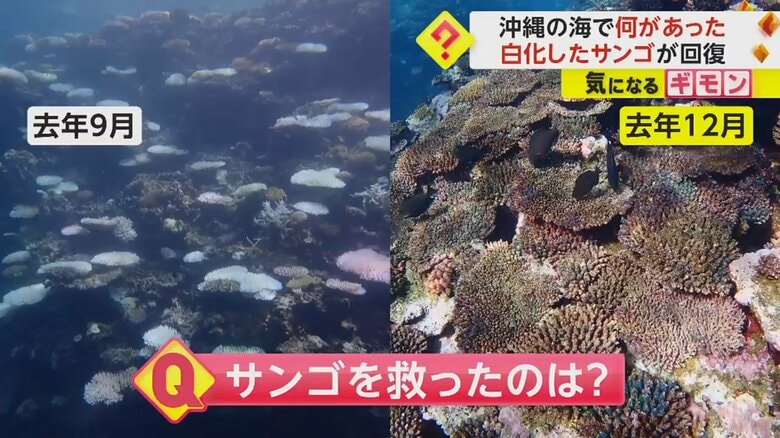【92.8%から50.2%に】日本最大サンゴ礁の“白化現象が”回復　海水温度を下げ“白化率”低下させた救世主は台風　沖縄｜FNNプライムオンライン