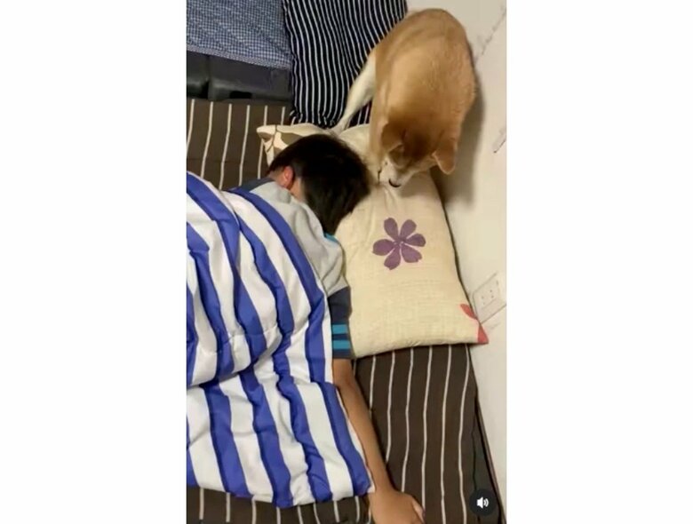 提供:豆柴大福 黒柴あんこさん