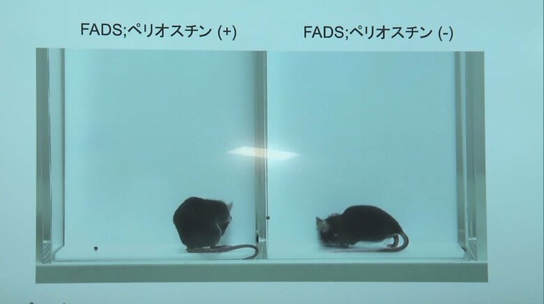 動物モデルで効果を確認