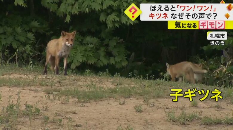 親ギツネと子ギツネが草の茂みにいる