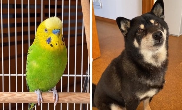 シャインくんとさくらちゃん