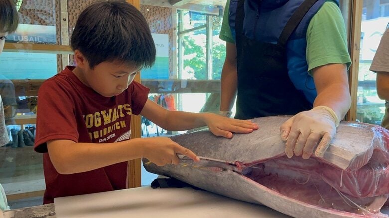 まぐろの解体に挑戦するプログラム