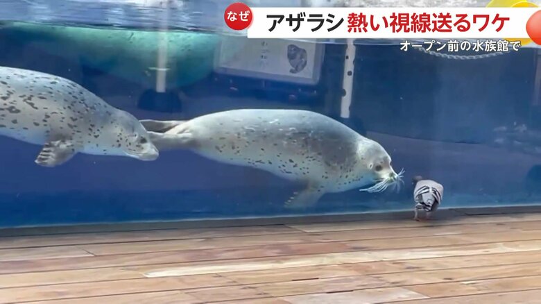 ハトがその場を離れるとグイっと方向転換するゴマフアザラシ