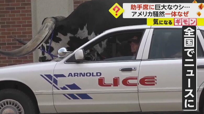 巨大なウシを乗せて走る車が全国でニュースになった