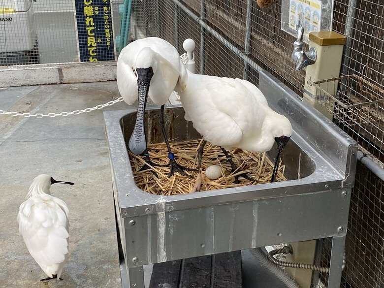 卵の存在も確認できる（提供：掛川花鳥園）