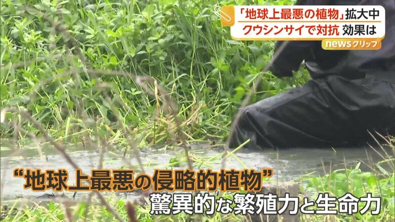 “地球上最悪の侵略的植物”と呼ばれているナガエツルノゲイトウ