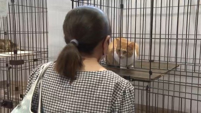 譲渡会