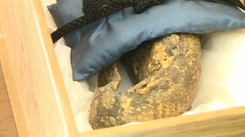 「ミイラ」の下半身にはうろこも