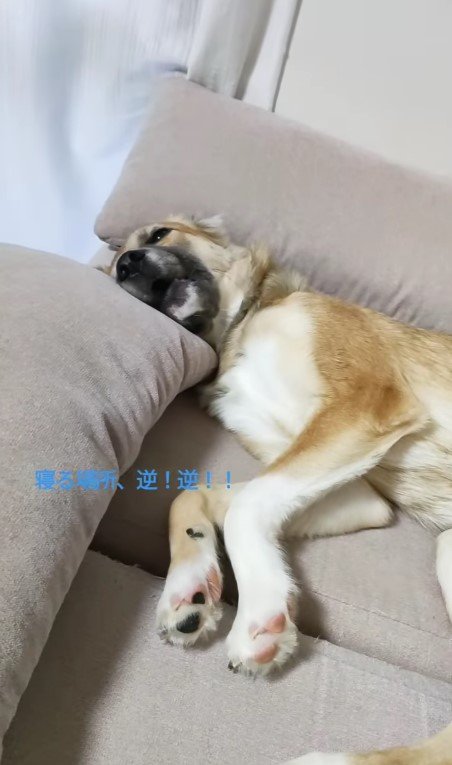 提供：kurumi-chiharuさん