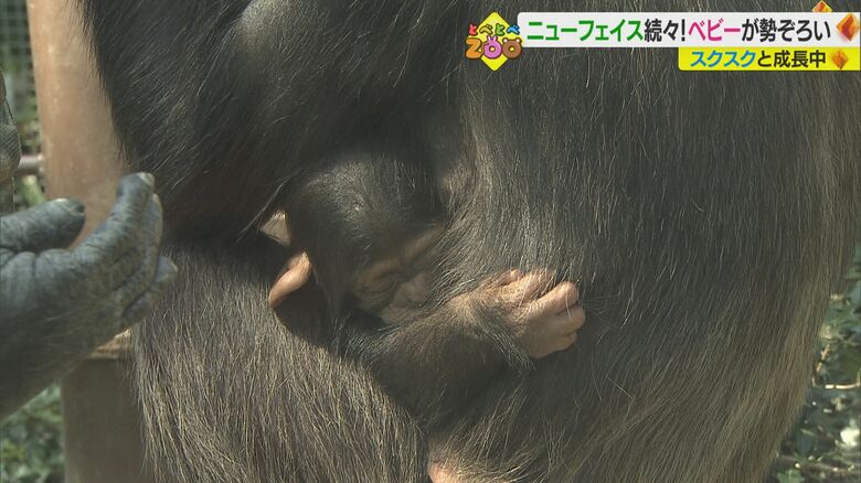 息子の「スカイ」を溺愛するお母さんの「スズミ」