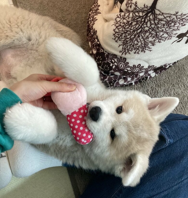 幸ちゃん